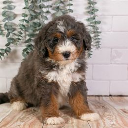 Rosemary - Gorgeous Tri-Color Merle Female Gentle Giant Won't Last Long - Blue merle female Bernedoodle puppy in Eureka, Illinois from Joley Aire Family Dogs
