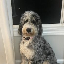 Millie - Bernedoodle