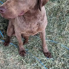 Lily Rose - Chesapeake Bay Retriever