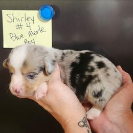 Shirley boy 4- sold - Blue merle and white male American Corgi puppy in Hampton, Tennessee from TC Farms Stock Dogs - Miniature Australian Shepherds