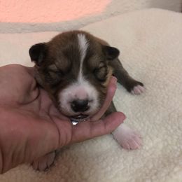 Border Collie Puppies from Burke BC’s