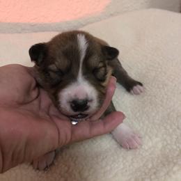 Border Collie Puppies from Burke BC’s