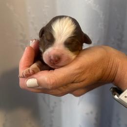Lily - Red tri-color female Australian Shepherd puppy in Hemet, California from Perfect Companion Aussie's