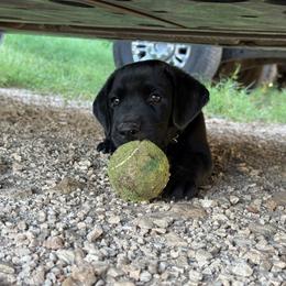 Teal Collar (Black boy) - Black male Labrador Retriever puppy in Salado, Texas from Wild Games Labradors