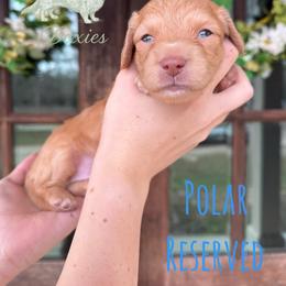 Dachshund Puppies from Southern Grace Doxies
