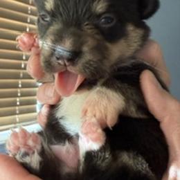 Two - Black and tan male Pembroke Welsh Corgi puppy in Riverside, California from Four Aces Corgis