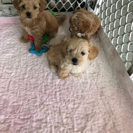 Maltese, Maltipoo, and Poodle Puppies from Healing Pawz LLC