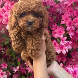 Girl 1 - Red  female Poodle puppy in Greenville, North Carolina from Royal Paws, LLC