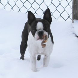Boston Terriers from J-Orin