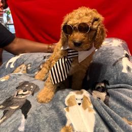 Snoop - Red  male Goldendoodle puppy in Cordova, Tennessee from TrueLine kennels