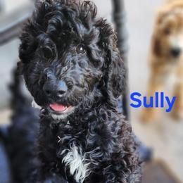Sully - Black male Goldendoodle puppy in Goodyear, Arizona from The Earl Dood(le)s