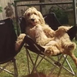 Goldendoodle Puppies from SunriseDoodles