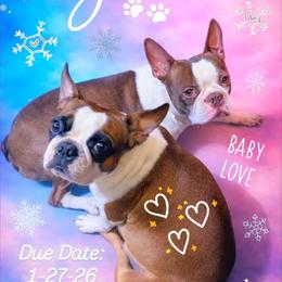Boston Terrier puppies from Sleepwalker Bostons
