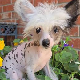 Greyson Long Star Angel - White and black male Chinese Crested puppy in Amarillo, Texas from Victoria's Chinese Cresteds Long Star Angels