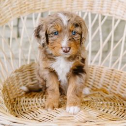 Oak - Red merle male Aussiedoodle puppy in Spanish Fork, Utah from K Brand Doodles