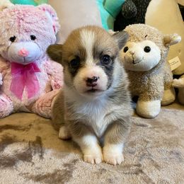 American Corgi and Pembroke Welsh Corgi Puppies from Swezey Pembroke Welsh Corgis