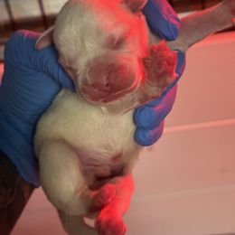 Marshal - White male Boxer puppy in Oak Lawn, Illinois from Chicago Boxers & Yorkies