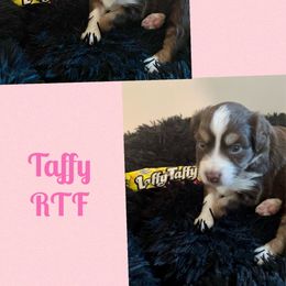 Taffy - Red tri-color Miniature American Shepherd puppy in Modesto, California from HeartSong Australian Shepherds