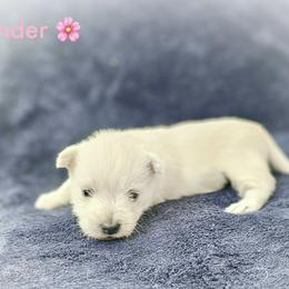Wonder- Pink Collar - White female West Highland White Terrier puppy in Toronto, Ohio from Shekinah’s Mi-Kis & Cricket Hill’s Westies