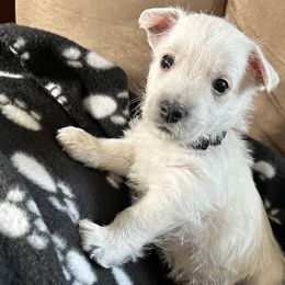 Black Boy - West Highland White Terrier puppy from Whitehouse Westies