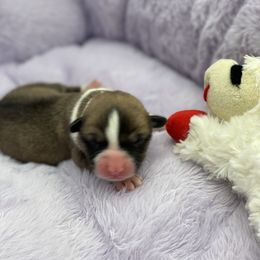 Heath - Red Pembroke Welsh Corgi puppy in Snellville, Georgia from Laur's Classic Corgis