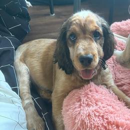 Cloyd - Tri-Roan male English Springer Spaniel puppy in Robesonia, Pennsylvania from Rogue Mountain Manor
