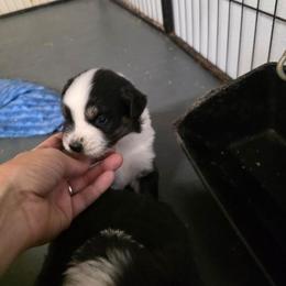 Tyler - Black tri-color male Australian Shepherd puppy in Leonard, Texas from Tin Roof Aussies