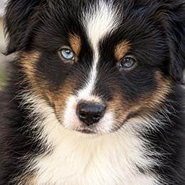 Miniature American Shepherd Puppies from Melissa Medina