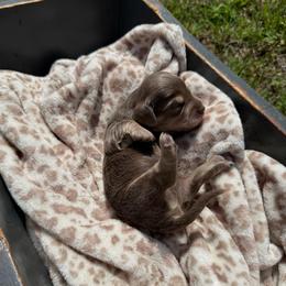 Spirit - Blue and cream male Dachshund puppy in Pontotoc, Mississippi from Toddy Kennels