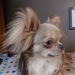 Elijah - Chihuahua