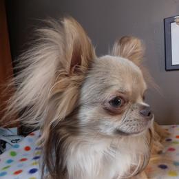 Elijah - Chihuahua