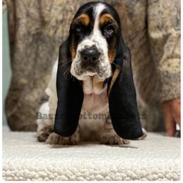 Pink Girl - Black white and brown female Basset Hound puppy in Procious, West Virginia from Basset Bottom Bassets