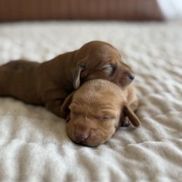 Dachshund Puppies from Breakfast Club Dachshunds