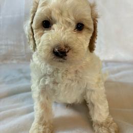 Doc - Red and white male Cockapoo puppy in Adrian, Oregon from ApplebyFarm
