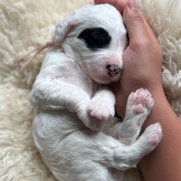 Ham - Black and white female Sheepadoodle puppy in Vernonia, Oregon from Life Unleashed Farm