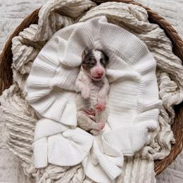 Santiago - Grey and white male Bernedoodle puppy in Cold Spring, Minnesota from A.N.A. Doodles