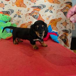 Giovanni - Black and tan male Dachshund puppy in Dade City, Florida from Kingpindoxies