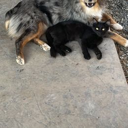 Australian Shepherd, Miniature Australian Shepherd, and Toy Australian Shepherd Puppies from V5 Mini Aussies