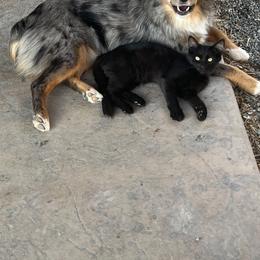 Australian Shepherd, Miniature Australian Shepherd, and Toy Australian Shepherd Puppies from V5 Mini Aussies