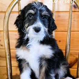 Rowdy - Black tri-color male Aussiedoodle puppy in Lancaster, Minnesota from Wilson Cattle Co.