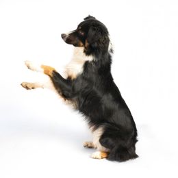 Willow - Australian Shepherd