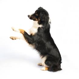 Willow - Australian Shepherd