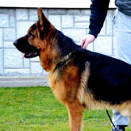 Markus - German Shepherd