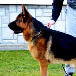 Markus - German Shepherd