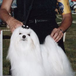 Maltese from Validian Maltese