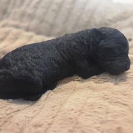 Cleopatra - Black female Labradoodle puppy in Clinton, Ohio from P&L Doodles