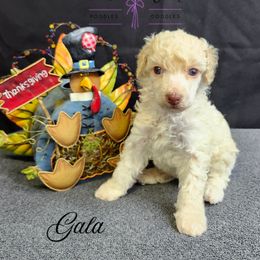 Gala - Cream female Poodle puppy in Mancelona, Michigan from Lavender poodles & doodles