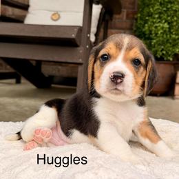 Huggles - Black tan and white male Beagle puppy in Mansfield, Missouri from Rippee Creek Kennel