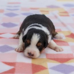 Kiss - Black tri-color female Australian Shepherd puppy in Lakewood, California from Cloud Nine Kennel