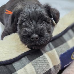 Miniature Schnauzer Puppies from Kateryna's Miniature Schnauzers